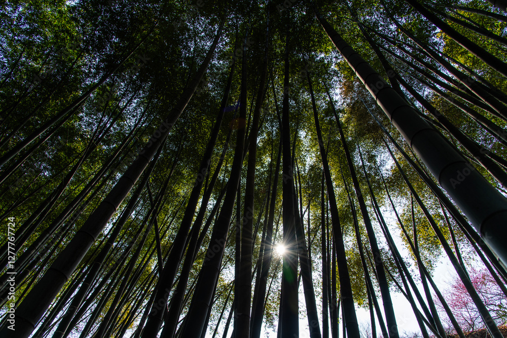 low-angle view of the bamboo trees in the fores low-angle view of the bamboo trees in the fores