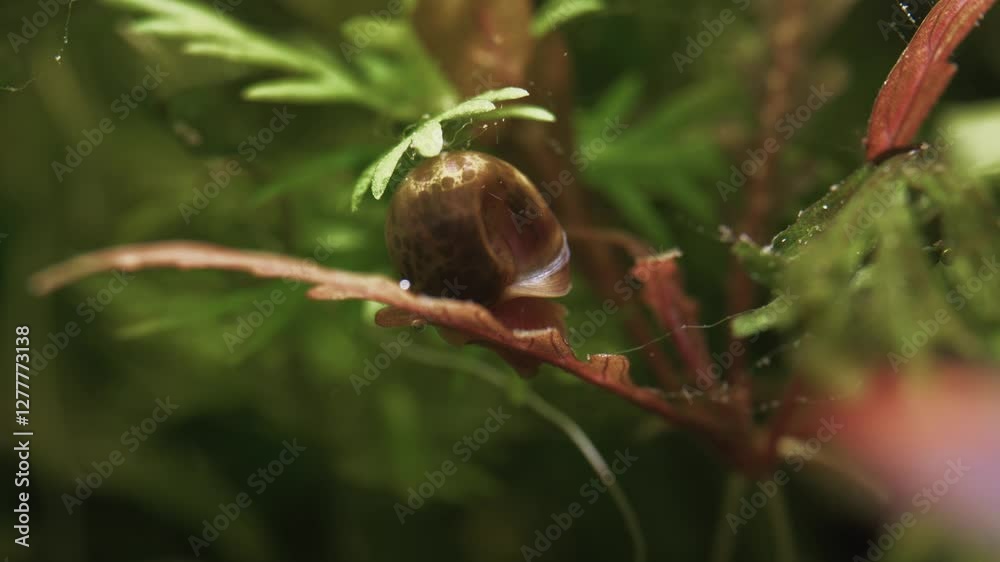 Semi-Transparent Snail Cleaning Plant in Aquarium Semi-Transparent Snail Cleaning Plant in Aquarium