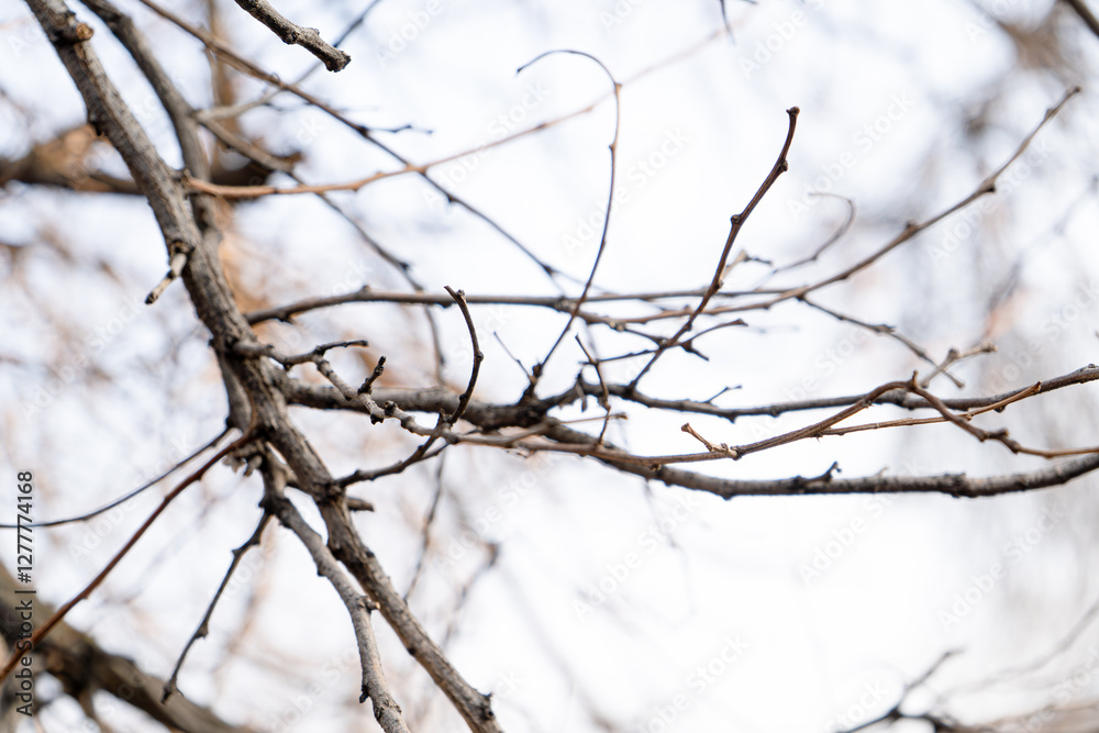 A close-up view of bare tree branches stretching across a pale winter sky. The intricate network of twigs and limbs creates a stark, textured pattern, symbolizing the quiet dormancy of nature A close-up view of bare tree branches stretching across a pale winter sky. The intricate network of twigs and limbs creates a stark, textured pattern, symbolizing the quiet dormancy of nature