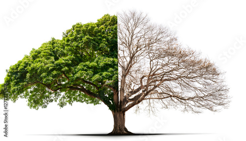 A large standing tree with abundant green leaves growing and the other half of the tree being leafless isolated on white background.