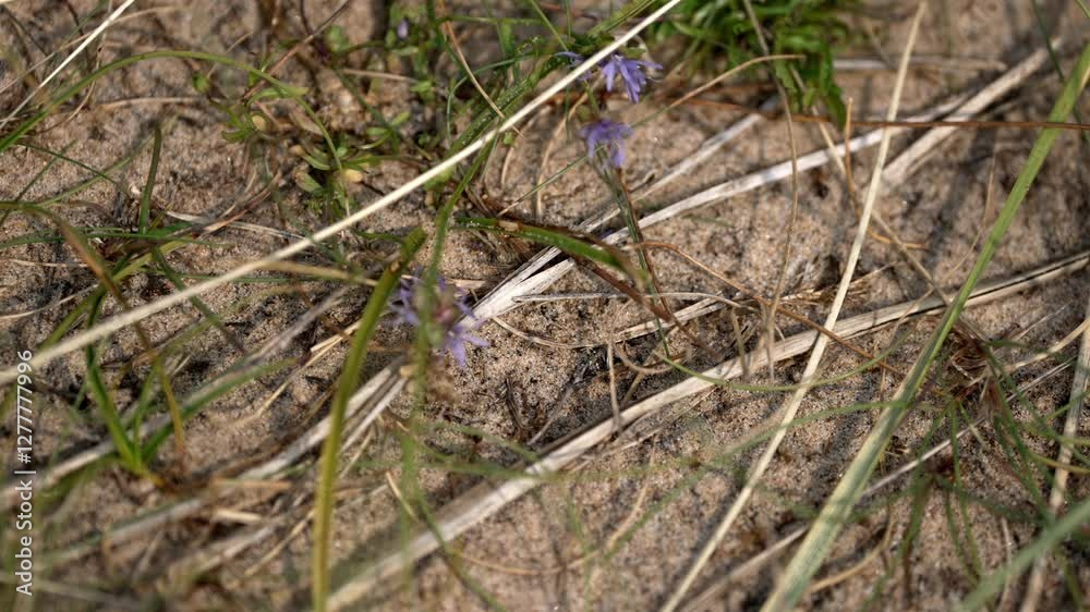 Top-down macro shot of ants (Formicidae) scurrying across the forest floor in Sweden, with a small Calluna vulgaris (common heather) flower visible. Top-down macro shot of ants (Formicidae) scurrying across the forest floor in Sweden, with a small Calluna vulgaris (common heather) flower visible.