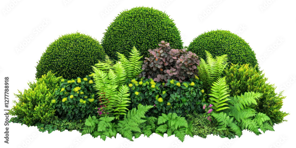 Fototapeta premium PNG Ferns vegetation plants garden.