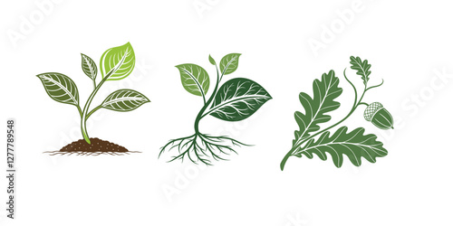 green plant isolated on white   background