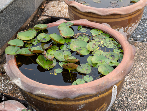 Serene water lilies growing in clay pots botanical garden nature tranquil setting close-up view