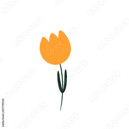 Orange tulip on a white background