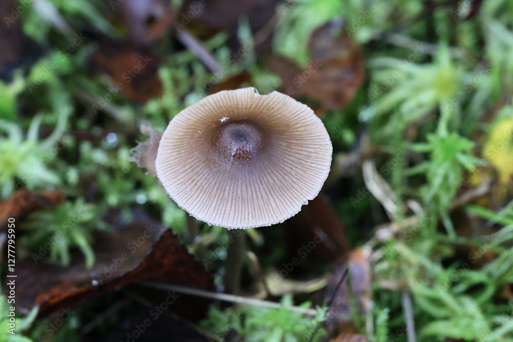 Entoloma conferendum, commonly known as star pinkgill, mushroom from Finland Entoloma conferendum, commonly known as star pinkgill, mushroom from Finland