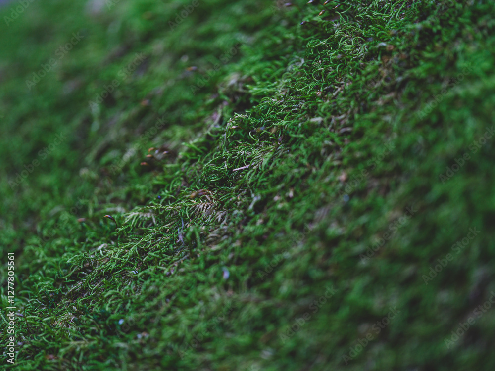 Naklejka premium moss on the tree