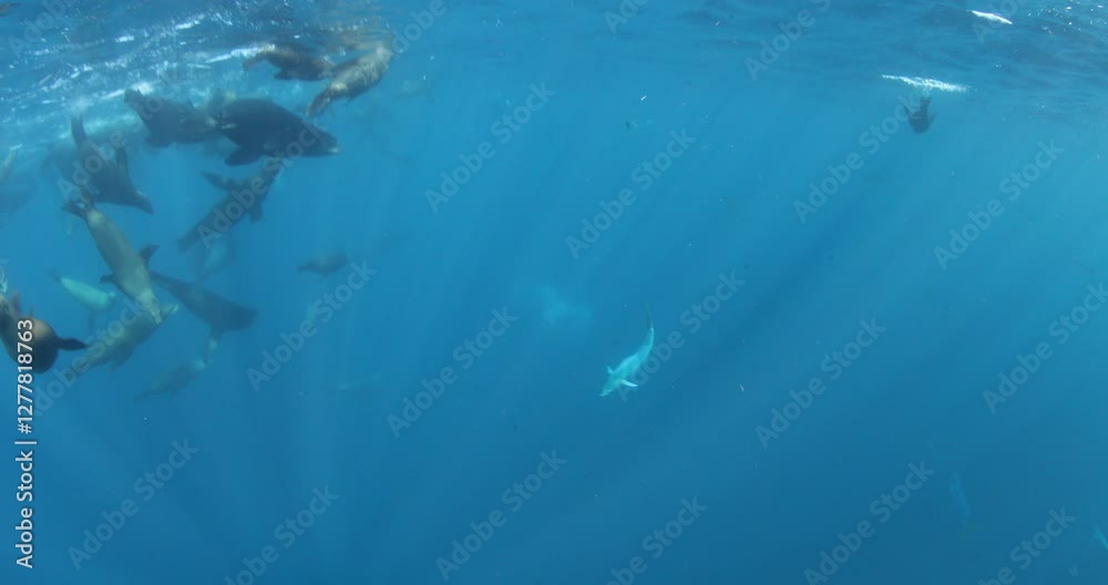 Underwater Safaris in the Mexican Pacific: Mahi-Mahi, Marlins, Sardines & Sea Lions Underwater Safaris in the Mexican Pacific: Mahi-Mahi, Marlins, Sardines & Sea Lions