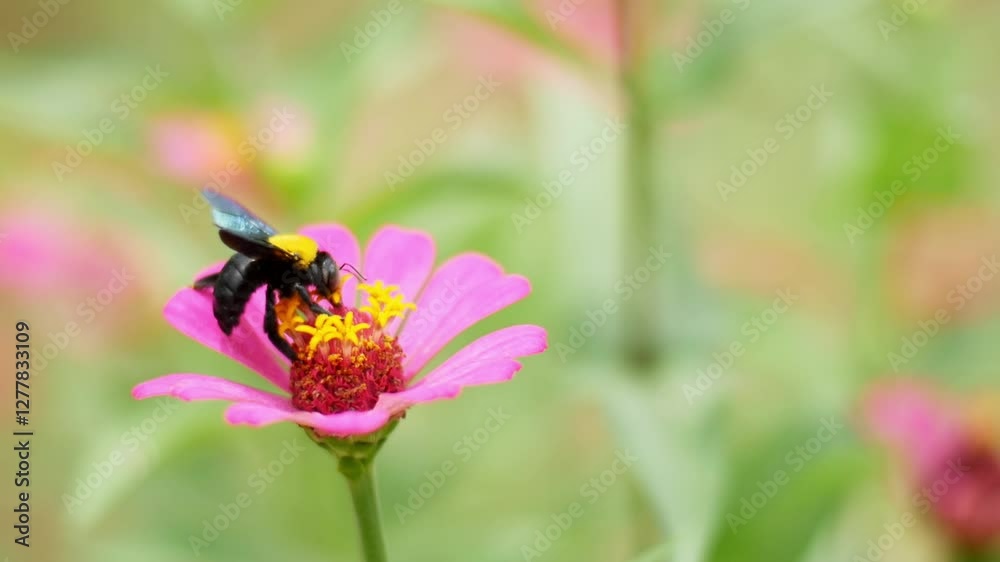 The Busy Bee and Blooming Zinnia: Capturing a moment of perfect symbiosis, a fuzzy bee diligently collects nectar from a vibrant pink zinnia flower in this macro shot. The Busy Bee and Blooming Zinnia: Capturing a moment of perfect symbiosis, a fuzzy bee diligently collects nectar from a vibrant pink zinnia flower in this macro shot.