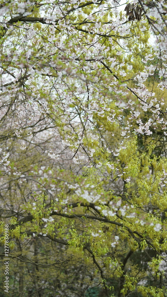 The white cherry flowers blooming in the park in spring
The white cherry flowers blooming in the park in spring