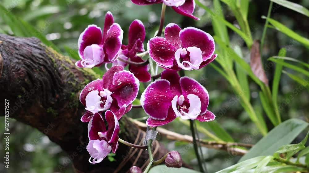 Pink Phalaenopsis or Moth dendrobium Orchid flover. with natural blur background at Orchidirium balikpapan, Indonesia