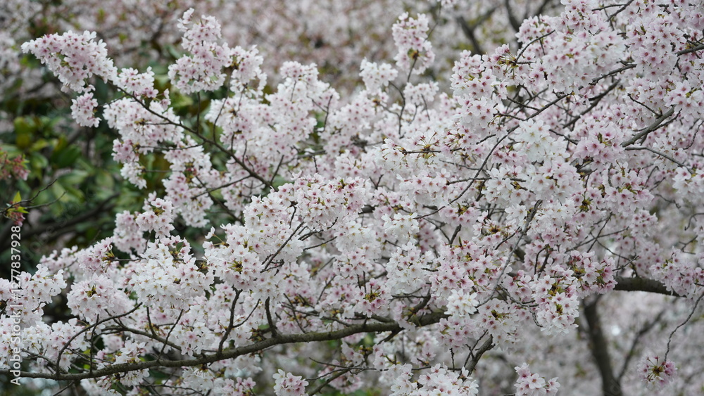 The white cherry flowers blooming in the park in spring
The white cherry flowers blooming in the park in spring