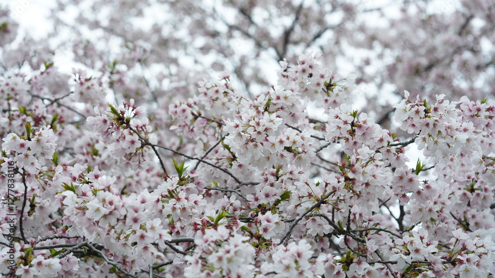 The white cherry flowers blooming in the park in spring
The white cherry flowers blooming in the park in spring