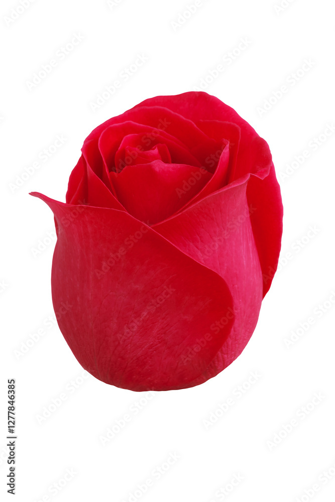 Red rose flower bud.