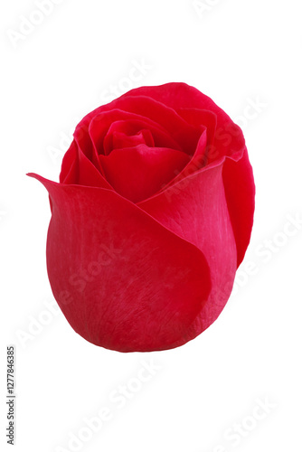 Obraz na płótnie Red rose flower bud. w salonie
