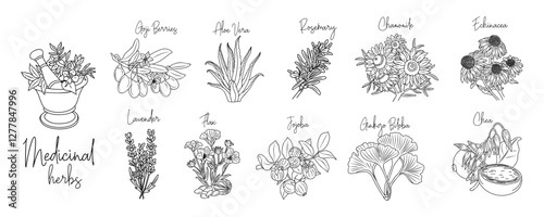 Set of medicinal, cosmetic herbs with mortar, pestle. Vector drawings isolated on white. Chamomile, ginkgo biloba, echinacea, cheea, flax, goji berries, jojoba, aloe vera for labels, packaging.