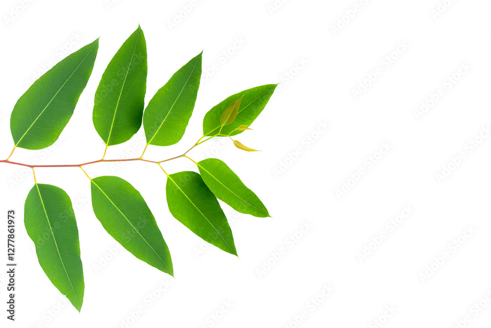 Fototapeta premium Eucalyptus leaves on white background.