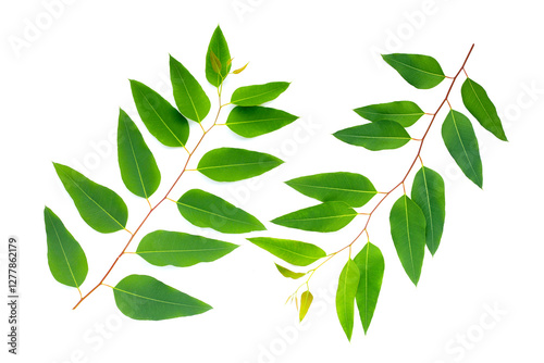 Eucalyptus leaves on white background.