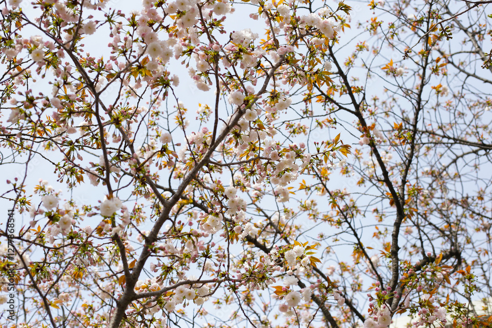 Branches of sakura flowers, cherry blossom