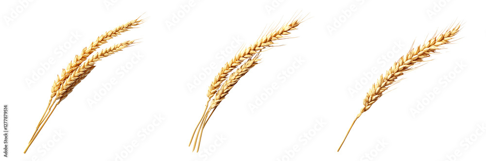 Set of fresh wheat stalks placed diagonally isolated on a white or transparent background. Set of fresh wheat stalks placed diagonally isolated on a white or transparent background.