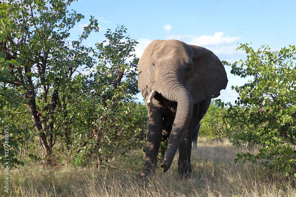 Obraz premium Afrikanischer Elefant / African elephant / Loxodonta africana