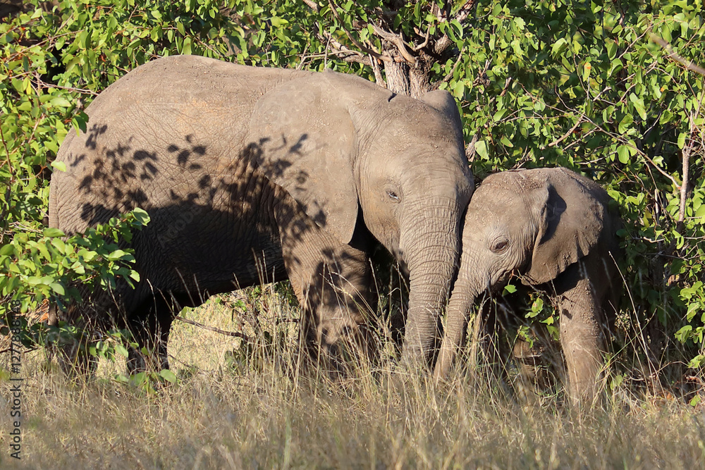 Obraz premium Afrikanischer Elefant / African elephant / Loxodonta africana