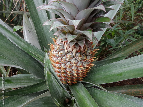 Ananas comosus or  pineapple in the garden. Juicy fruit