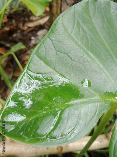 Raindrops on the Colocasia esculanta or taro leaves (keladi hijau) in the field