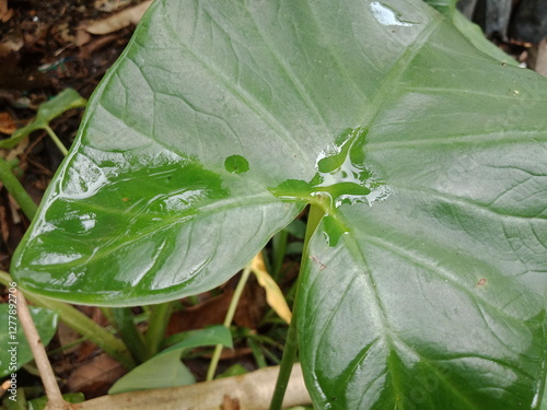 Raindrops on the Colocasia esculanta or taro leaves (keladi hijau) in the field