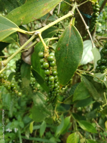 pepper (pepper ningrum) plants in the garden. Pepper is a spice that is rich in nutrients, anti-oxidants, and anti-inflammatories. Pepper can prevent cancer, lower blood pressure, treat stomach acid.