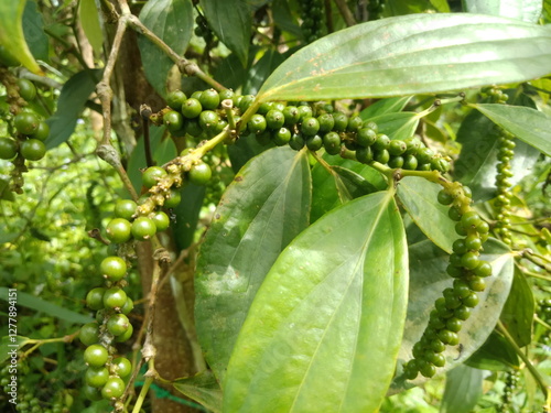 pepper (pepper ningrum) plants in the garden. Pepper is a spice that is rich in nutrients, anti-oxidants, and anti-inflammatories. Pepper can prevent cancer, lower blood pressure, treat stomach acid.