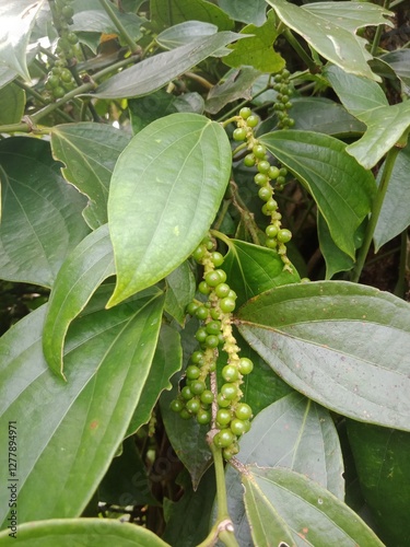 pepper (pepper ningrum) plants in the garden. Pepper is a spice that is rich in nutrients, anti-oxidants, and anti-inflammatories. Pepper can prevent cancer, lower blood pressure, treat stomach acid.