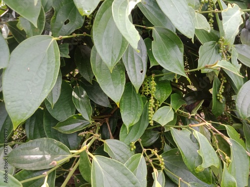 pepper (pepper ningrum) plants in the garden. Pepper is a spice that is rich in nutrients, anti-oxidants, and anti-inflammatories. Pepper can prevent cancer, lower blood pressure, treat stomach acid.
