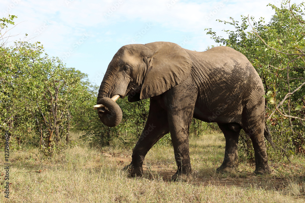 Fototapeta premium Afrikanischer Elefant / African elephant / Loxodonta africana