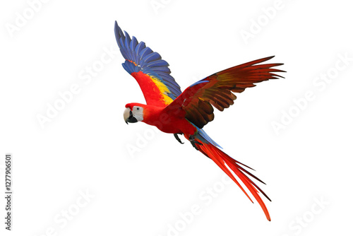 Fototapeta Naklejka Na Ścianę i Meble -  Colorful flying Scarlet Macaw parrot isolated on transparent background png file