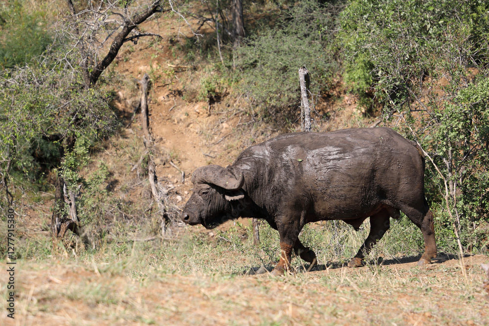 Naklejka premium Kaffernbüffel / African buffalo / Syncerus caffer