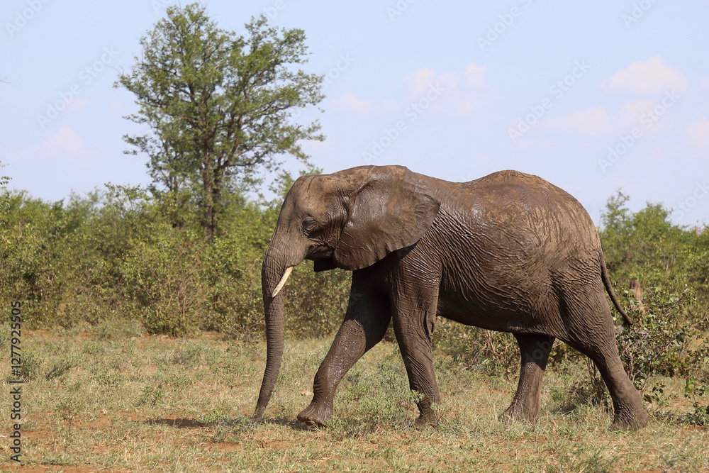 Fototapeta premium Afrikanischer Elefant / African elephant / Loxodonta africana