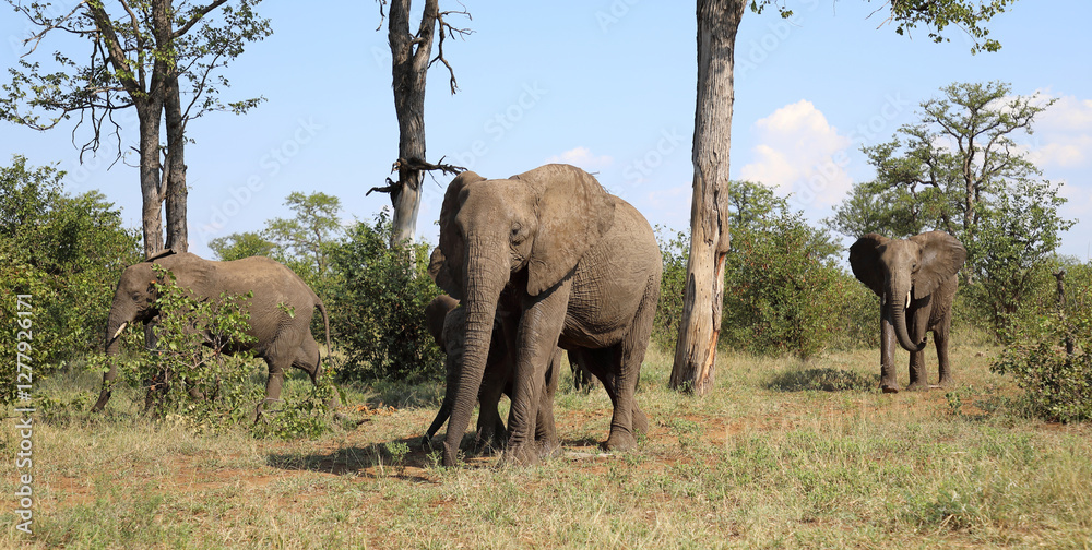 Obraz premium Afrikanischer Elefant / African elephant / Loxodonta africana