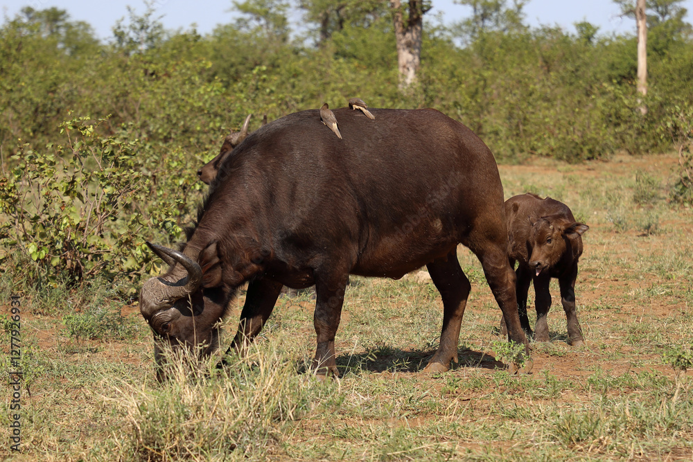 Kaffernbüffel / African buffalo / Syncerus caffer. Kaffernbüffel / African buffalo / Syncerus caffer.