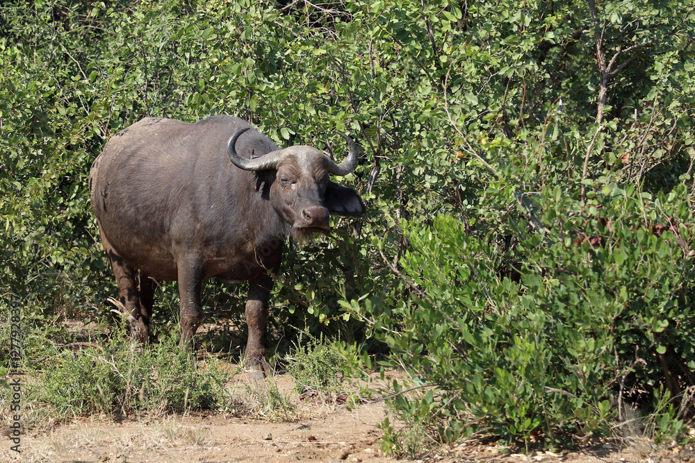 Kaffernbüffel / African buffalo / Syncerus caffer Kaffernbüffel / African buffalo / Syncerus caffer