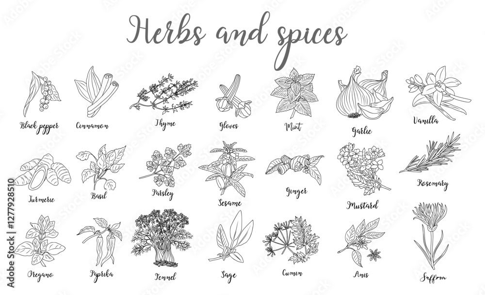 Obraz premium Set of Herbs and spices hand drawn vector illustrations. Food sketch. Cooking plants. Labeling and packaging design. Spice and herbs black and white monochrome drawing