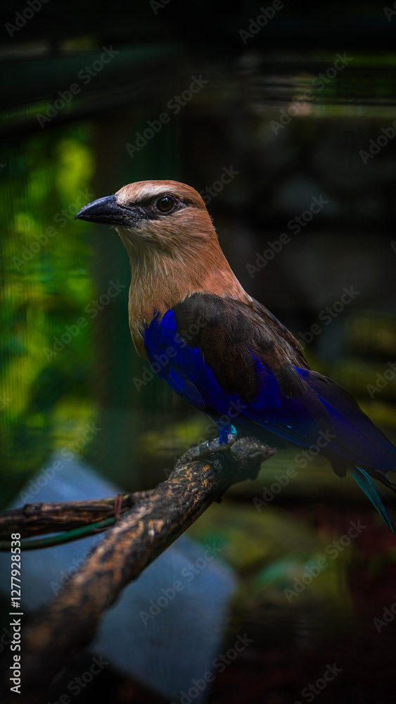 Striking Blue-bellied Roller Bird Perched on Branch in Natural Habitat Striking Blue-bellied Roller Bird Perched on Branch in Natural Habitat
