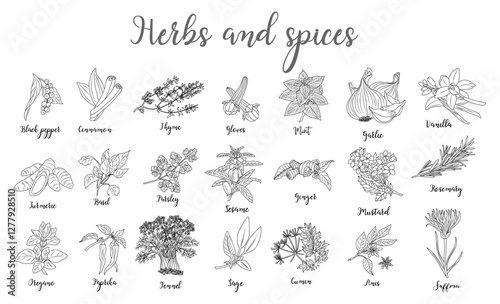 Set of Herbs and spices hand drawn vector illustrations. Food sketch. Cooking plants. Labeling and packaging design. Spice and herbs black and white monochrome drawing