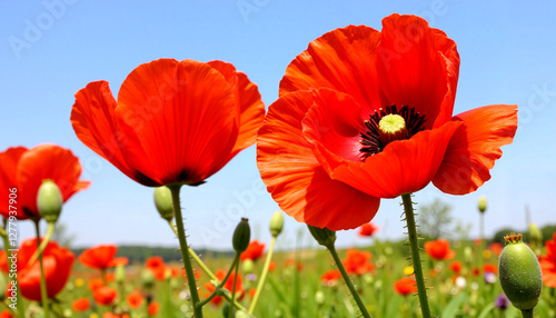 Screensaver. Vibrant wild poppies in expansive field setting, natural beauty
