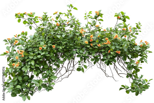 flowering bush isolated on white background