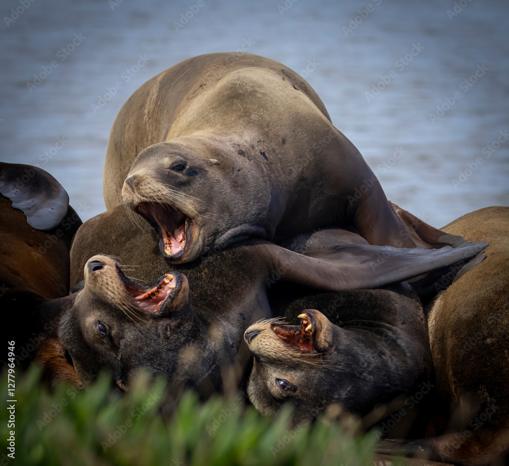 Fototapeta premium A pod of California Sea Lions on a pier structure
