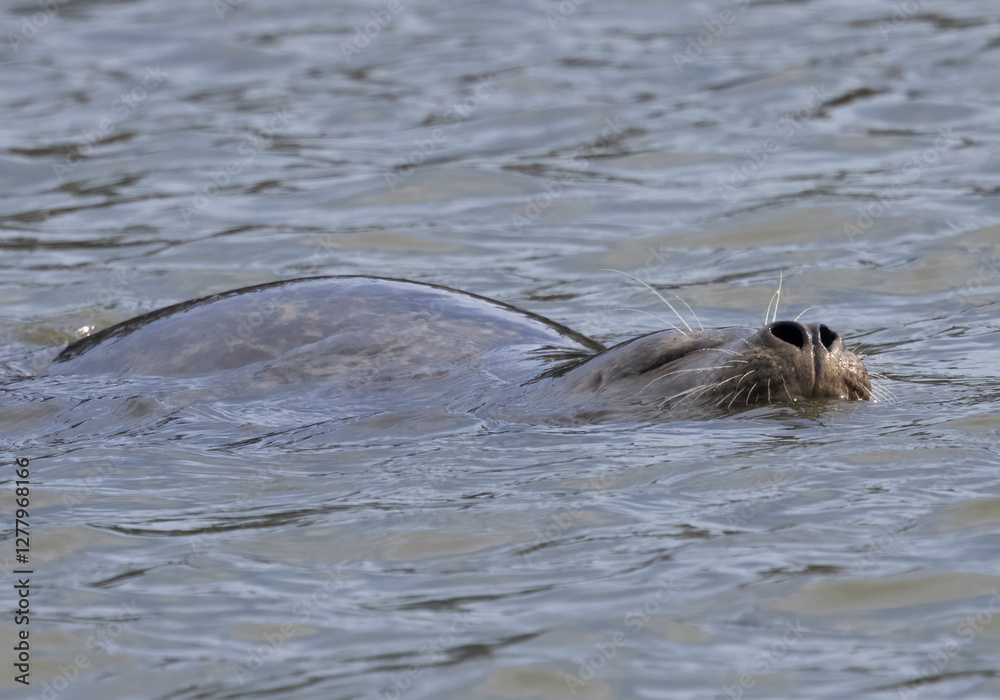 Fototapeta premium A California Harbor Seal resting in Elkhorn Slough located in Moss Landing CA