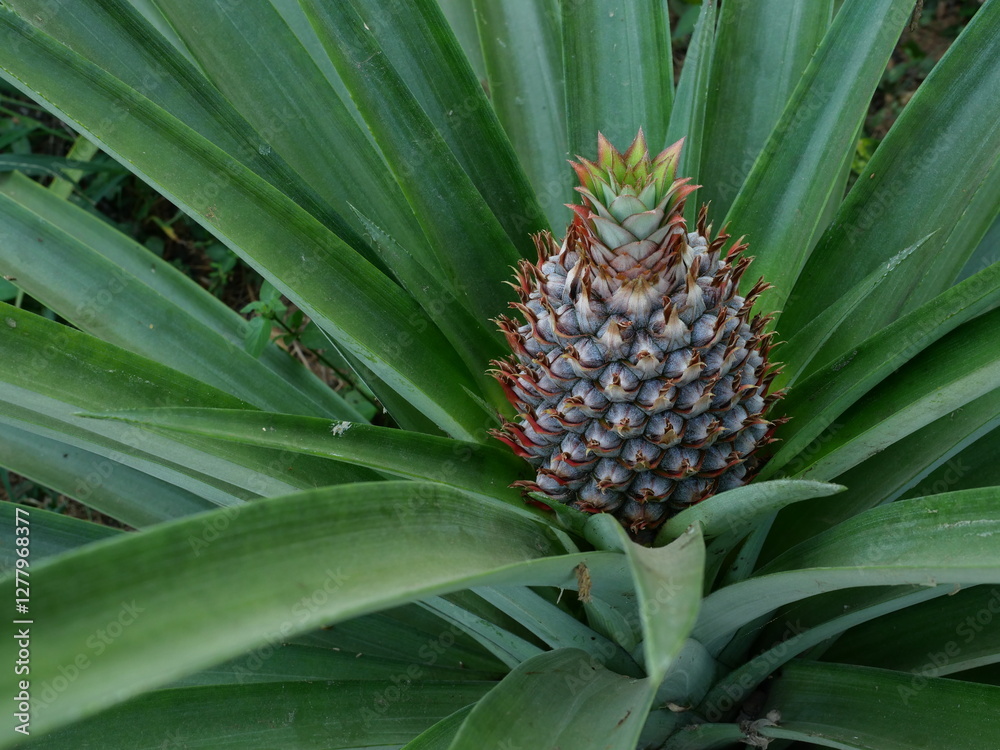 Young pineapple fruit on tree plant with natural green background, Tasty tropical fruit on the farmland Young pineapple fruit on tree plant with natural green background, Tasty tropical fruit on the farmland
