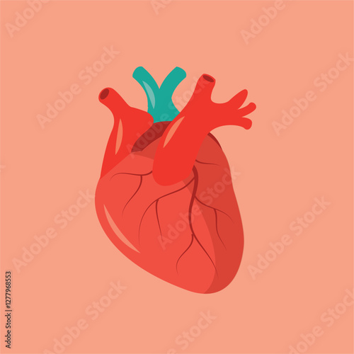 illustration of real human heart 