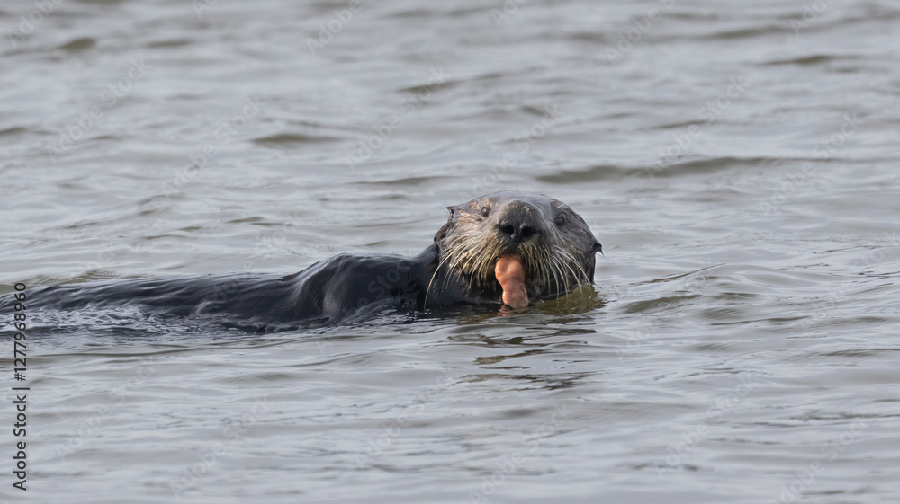 Fototapeta premium A California Sea Otter having a meal